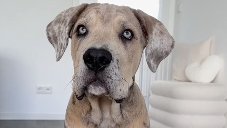 Rare 'Oreo'-Colored Great Dane Mix Stuns With Breathtaking Icy Gray Eyes
