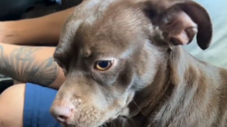 Pit bull Chihuahua mix