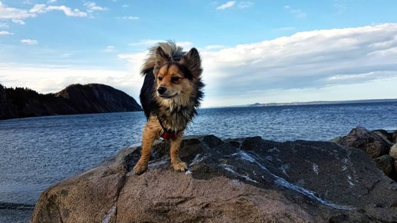 Corgi-pomeranian mixed breed dog standing on rocks, ocean in background