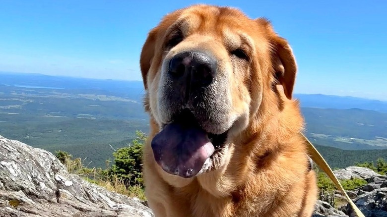 Wrinkly shar pei-basset hound mix stands outside.