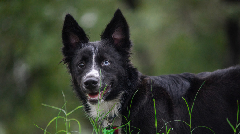 Border collie corgi mixed dog standing in grass.