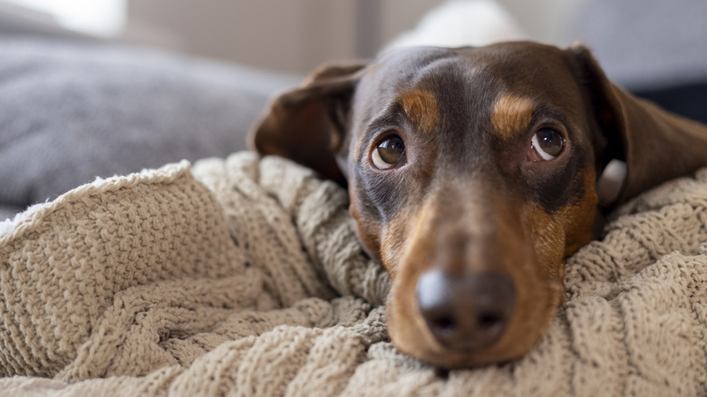 Solemn-looking dachshund gazing away from camera