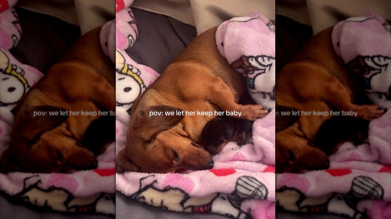 Mother dachshund and her puppy snuggling together on a fleece blanket