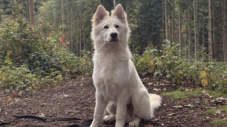 Duke the white shepherd dog poses in the woods on TikTok.