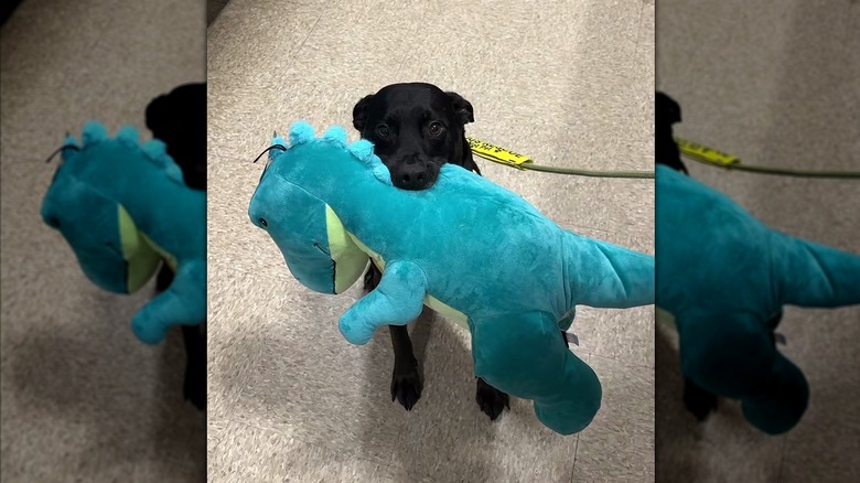 Black dog holding a dinosaur stuffie in his mouth