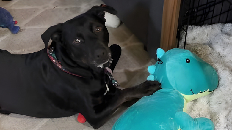 Black dog sitting beside his dinosaur stuffie