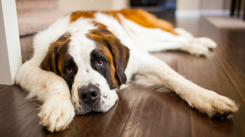 Saint Bernard looking tired on the floor