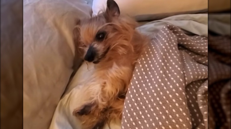 A tiny blonde dog lying under the covers.