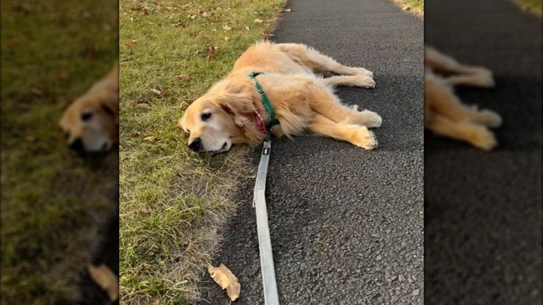 A golden shepherd lying on its side on a track.