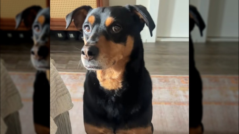 A young, black-and-tan dog indoors.