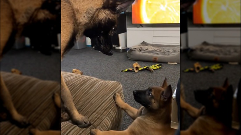A Belgian malinois staring at a puppy from a higher angle.
