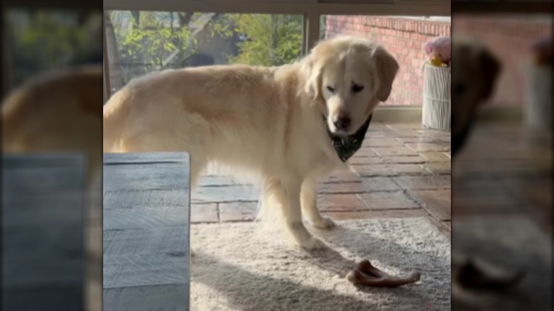 A golden shepherd standing up, looking down at a rug.