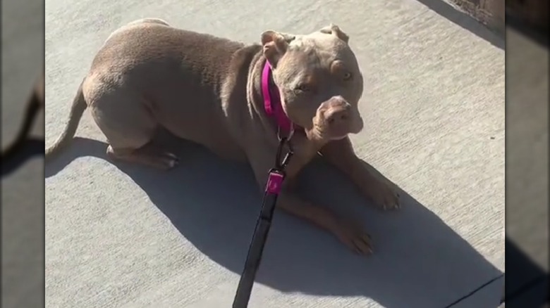 A pit bull sitting on the pavement in the sunlight.
