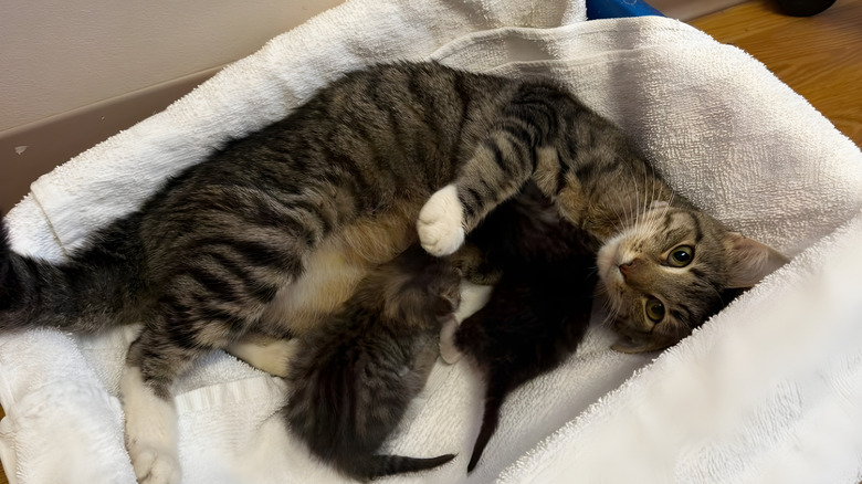 Mother cat with kittens