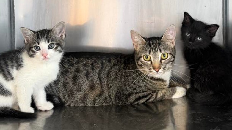 Mother cat in kennel with two older kittens