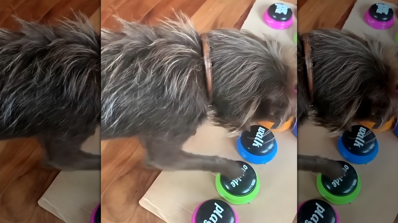 Dog uses buttons to communicate