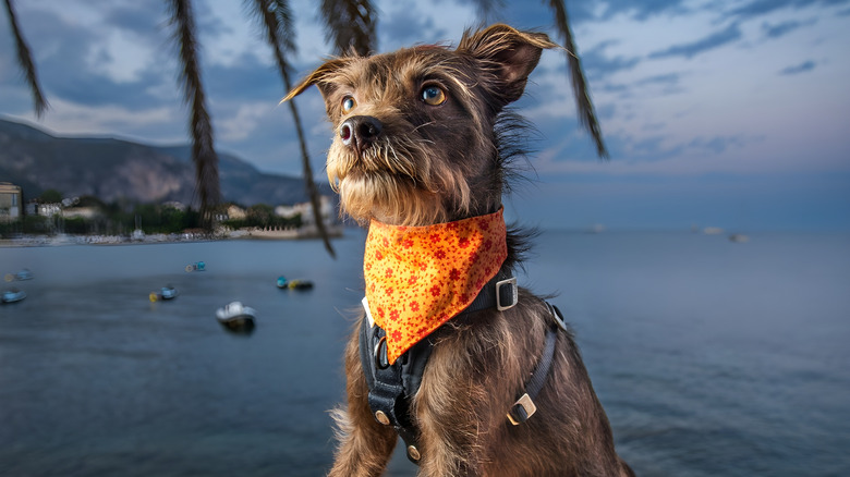 Close-up of rat terrier mix dog
