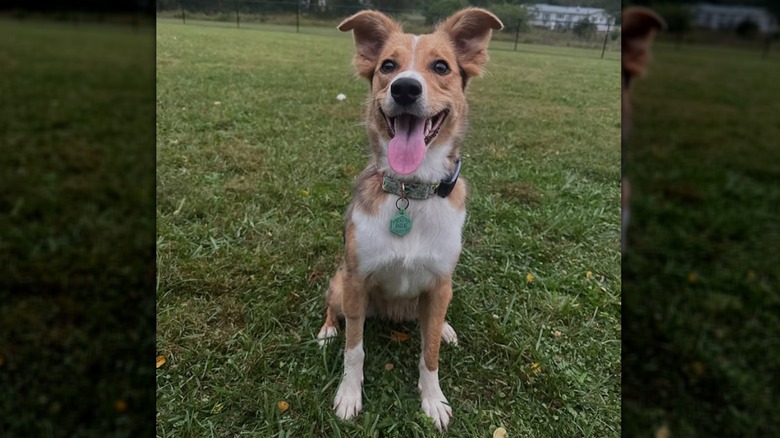 Shepherd collie mix Dallas Cheddar sitting outside