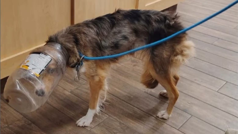 Dog with plastic jar stuck on her head
