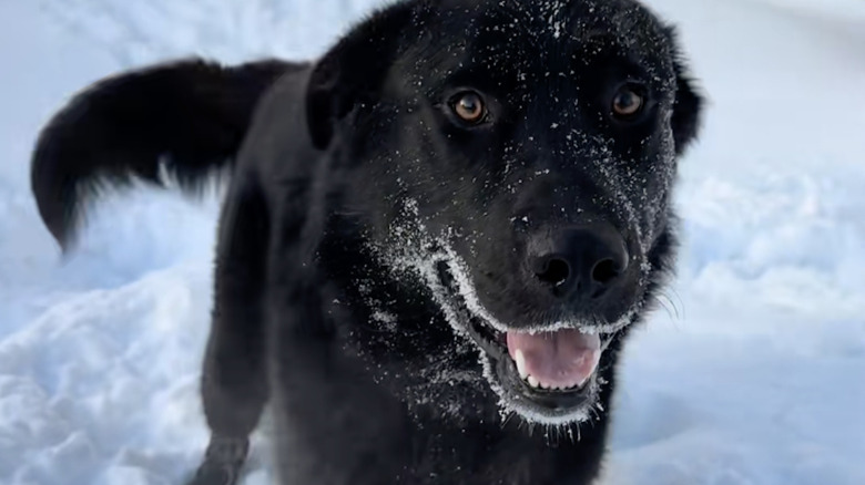 Black rescue dog is loving the snow and his new home on TikTok.