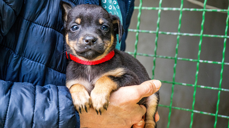 Little dog being cupped in a man's hand.