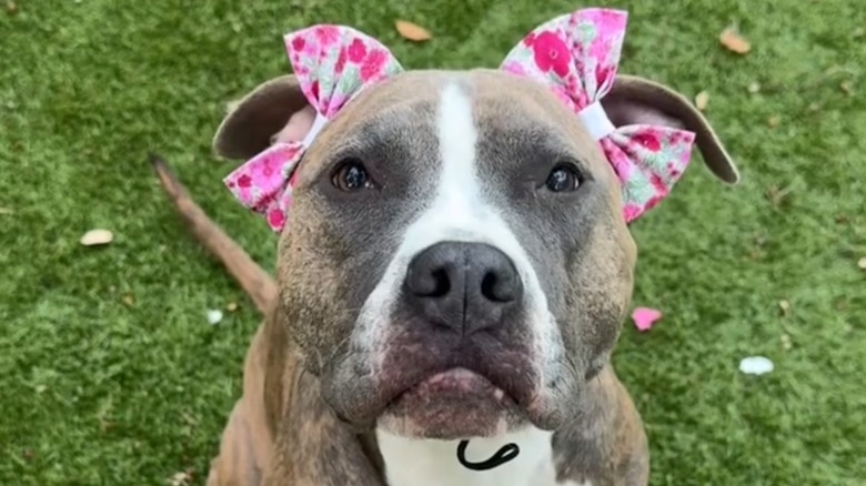 Pit bull with pink bows on its ear stares up while standing on grass outside.
