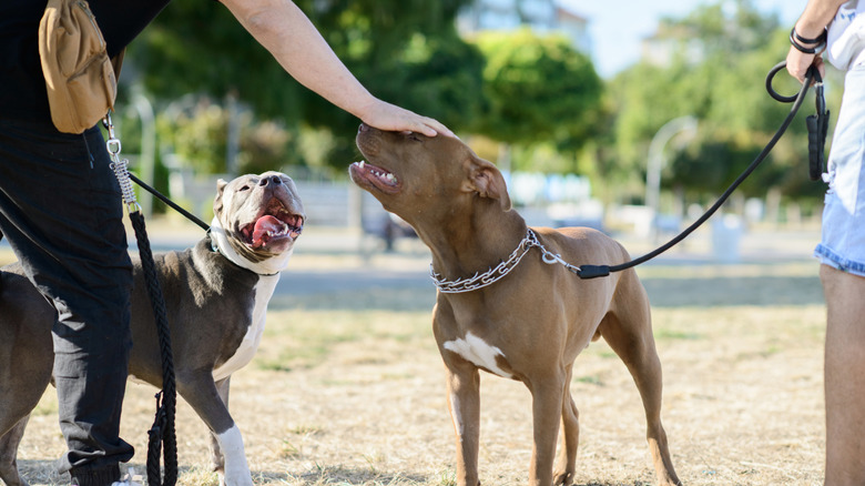 Brown and gray pit bulls on leashes in sunlit park as owner pets one dog affectionately during outdoor walk.