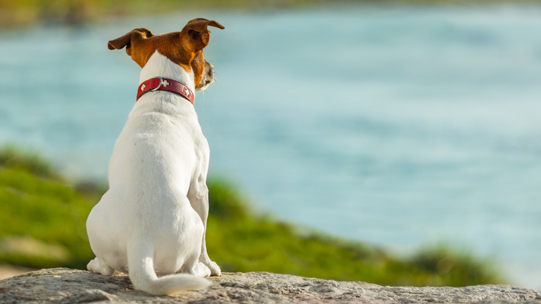 A dog looking out onto the water.