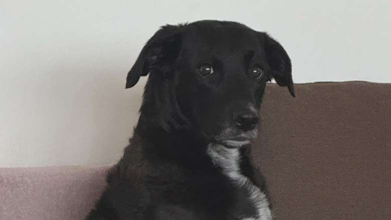 A rescue dog on TikTok knows how to hold a grudge.