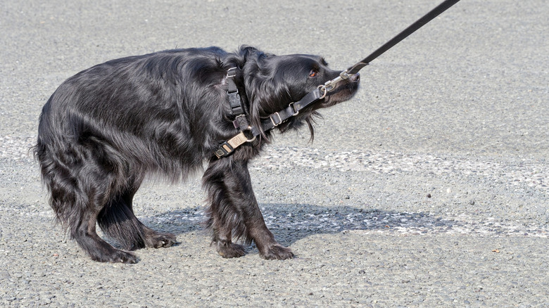 Black retriever mix pulls away from leash