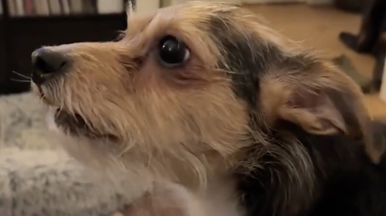 A rescue dog on TikTok barks and begs for pizza.