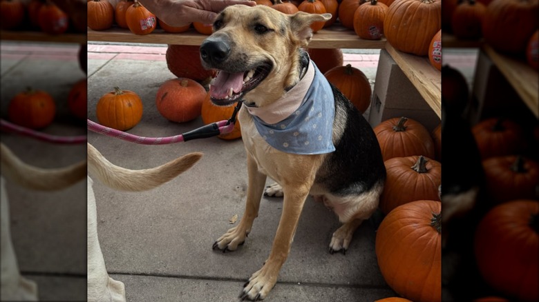Dog sitting near pumpkins on shelves