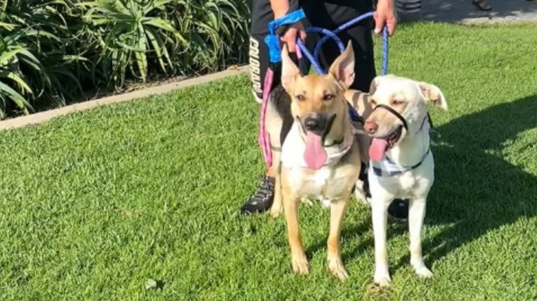 Two medium dogs standing outside next to each other