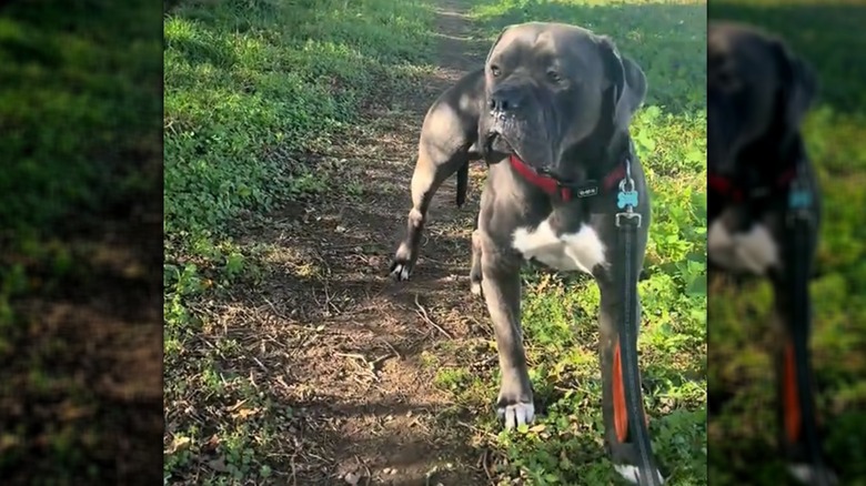 Cane Corso on leash being walked outdoors
