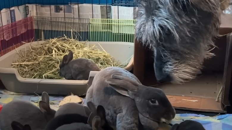 An Irish wolfhound watching several bunnies