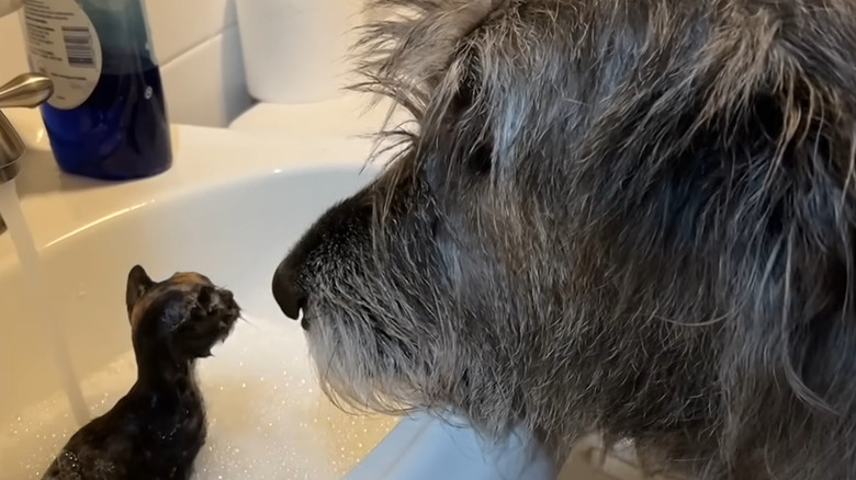Wet kitten in bathtub is nose-to-nose with Irish wolfhound