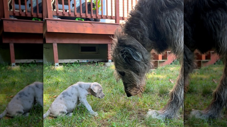 Puppy and Irish wolfhound stare at each other