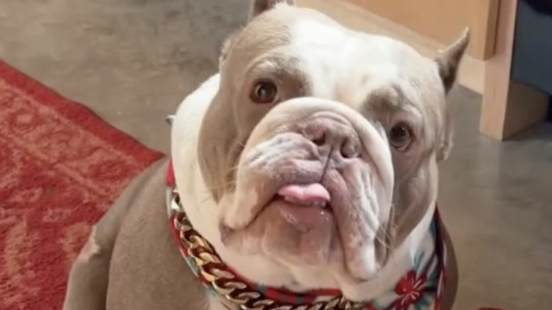 Rescue dog Otis from Instagram likes being carried.