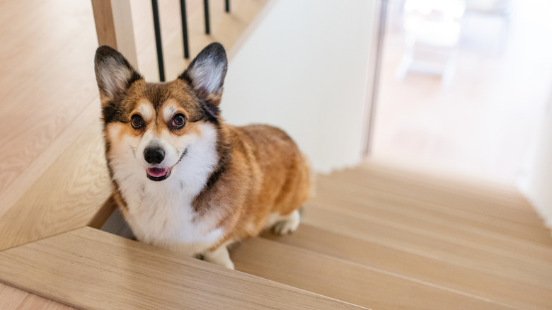 Corgi sitting on the stairs