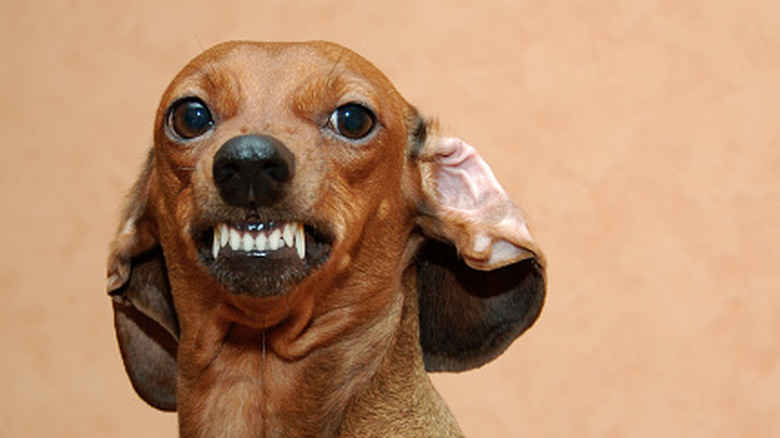 Dachshund "smiling" for camera