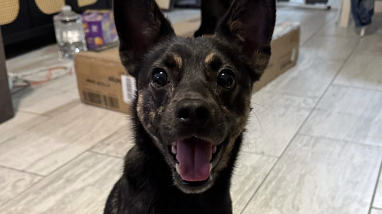 A rescue dog from TikTok practices smiling.