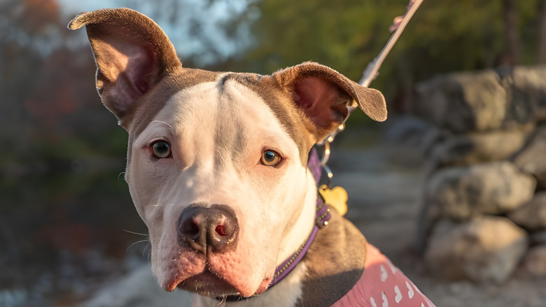 Close-up of dog on a leash