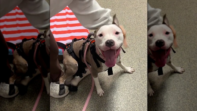Happy dog with new prosthetic leg being petted