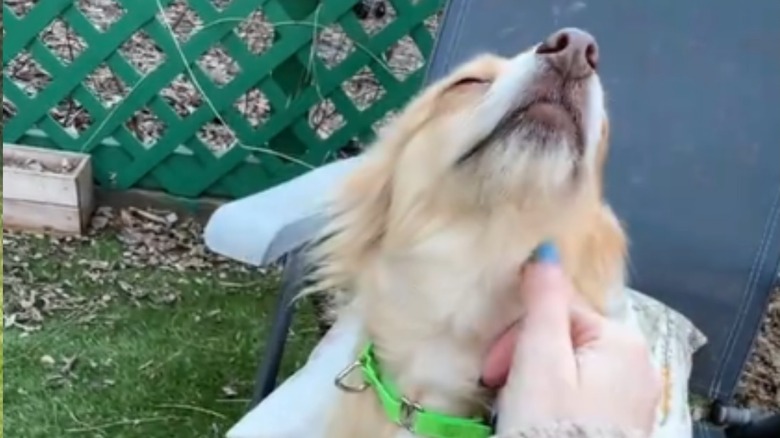 Small dog being pet