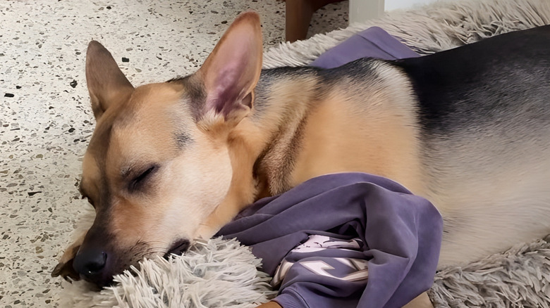 Dog snuggling with owner's shirt