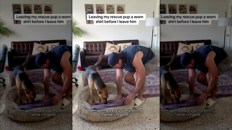 Owner placing his shirt in his dog's bed
