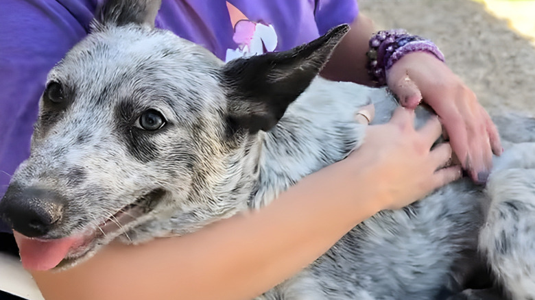 Happy cattle dog being held in a person's arms