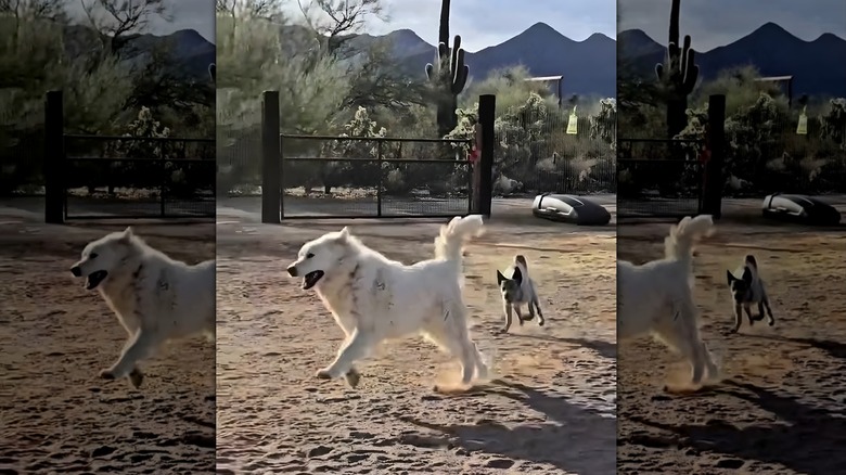 Two dogs running around happily