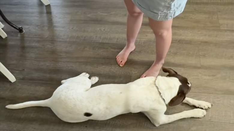 A white dog with brown accents lying on a wooden floor as her owner speaks to her
