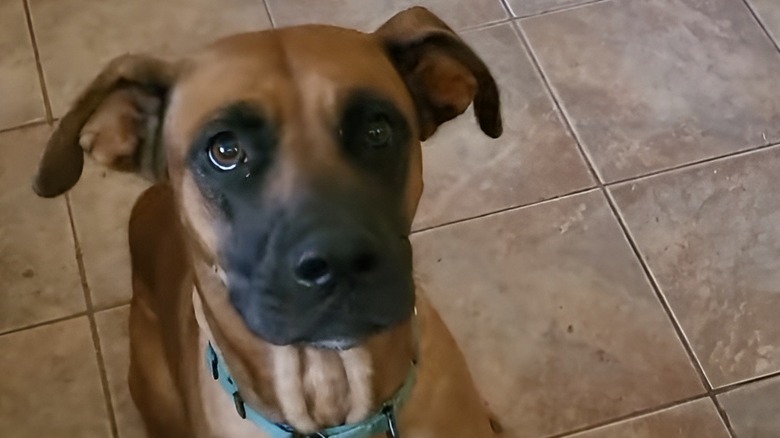 Oscar recovering in his foster home looking up at camera